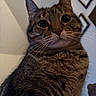 Kit Kat joined the competition — help win amazing prizes! animal, brown, cat, close_up, curious, cute, ears, eyes, face, feline, fur, home, indoor, nose, pet, portrait, sitting, striped, tabby, whiskers