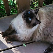 Mikey joined the competition — help win amazing prizes! animal, blue_eyes, cat, curious, feline, fluffy, fur, greenery, nature, outdoor, paw, pet, portrait, relaxing, resting, shadow, siamese, sunlight, whiskers, wooden_deck