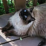 animal, blue_eyes, cat, curious, feline, fluffy, fur, greenery, nature, outdoor, paw, pet, portrait, relaxing, resting, shadow, siamese, sunlight, whiskers, wooden_deck