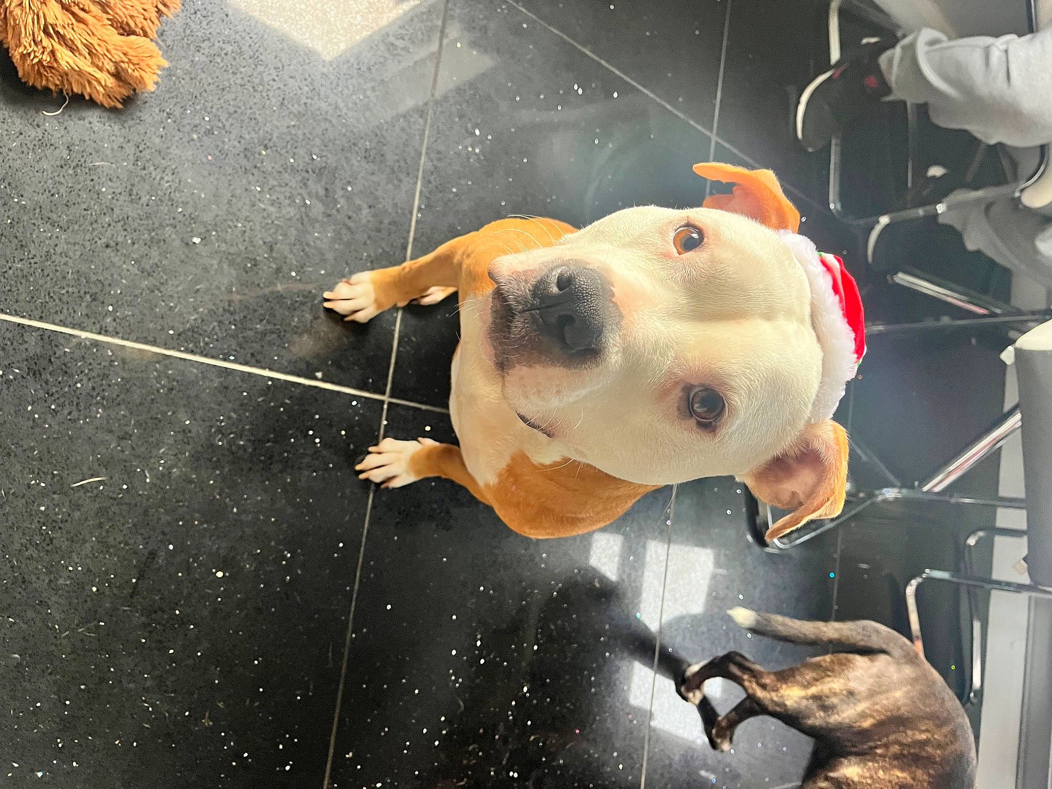 Zia is registered to the contest to win money with this photo: art, asphalt, canidae, carnivore, collar, companion_dog, concrete, dog, dog_breed, dog_collar, fashion_accessory, fawn, flooring, road_surface, sidewalk, snout, space, sporting_group, whiskers, working_animal