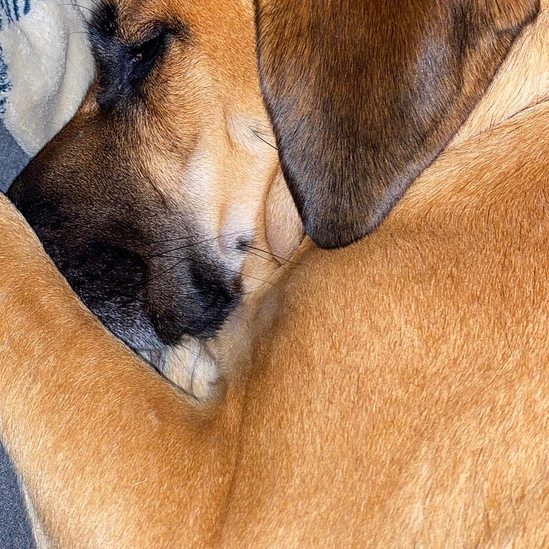 Sheba joined the competition — help win amazing prizes! animal, beagle, blanket, boxer, bulldog, canine, dog, germanshepherd, goldenretriever, greatdane, hound, labradorretriever, person, pet, pitbull, pug, puppy, sleeping, snout