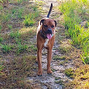 Vortex a rejoint le concours — aidez-le/la à gagner de superbes lots ! dog, brown_dog, outdoor, grass, path, sunlight, tongue_out, tail, pet, canine, nature, summer, walk, happy, animal, mammal, collar, daylight, field, playful