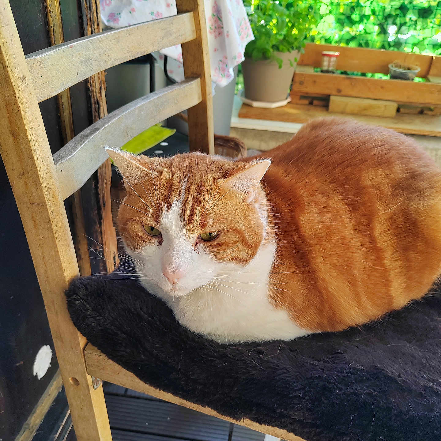 Soka a rejoint le concours — aidez-le/la à gagner de superbes lots ! cat, orange_cat, white_cat, loafing_cat, wooden_chair, black_cushion, indoor, outdoor, potted_plant, greenery, plant_pot, wooden_furniture, relaxed, pet, animal, fur, domestic_cat, resting, calm, sunlight