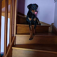 Arlow a rejoint le concours — aidez-le/la à gagner de superbes lots ! dog, stairs, wooden_stairs, indoor, pet, black_dog, tan_markings, tongue_out, relaxed, animal, canine, home, railing, wood, paw, resting, pet_portrait, domestic_animal, stairs_indoor, licking
