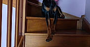 Arlow a rejoint le concours — aidez-le/la à gagner de superbes lots ! animal, black_dog, canine, dog, domestic_animal, home, indoor, licking, paw, pet, pet_portrait, railing, relaxed, resting, stairs, stairs_indoor, tan_markings, tongue_out, wood, wooden_stairs