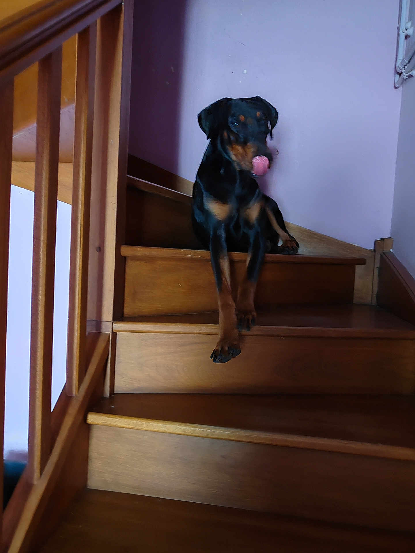 Arlow a rejoint le concours — aidez-le/la à gagner de superbes lots ! dog, stairs, wooden_stairs, indoor, pet, black_dog, tan_markings, tongue_out, relaxed, animal, canine, home, railing, wood, paw, resting, pet_portrait, domestic_animal, stairs_indoor, licking