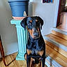 animal, black, brown, colorful_art, decor, doberman, dog, furniture, home, indoor, painting, pedestal, pet, plant, plant_pot, portrait, sitting, stairs, wall, wooden_floor