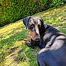 alert, animal, black_coat, canine, daylight, doberman, dog, ears, grass, greenery, looking_back, muzzle, nature, outdoor, pet, relaxing, resting, shadow, summer, sunlight
