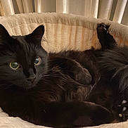 Kuro is registered to the contest to win money with this photo: cat, black_cat, fluffy, pet, animal, indoor, resting, bed, cozy, fur, whiskers, paws, relaxed, cute, feline, domestic_animal, soft_lighting, curious_eyes, comfortable, sleeping_area