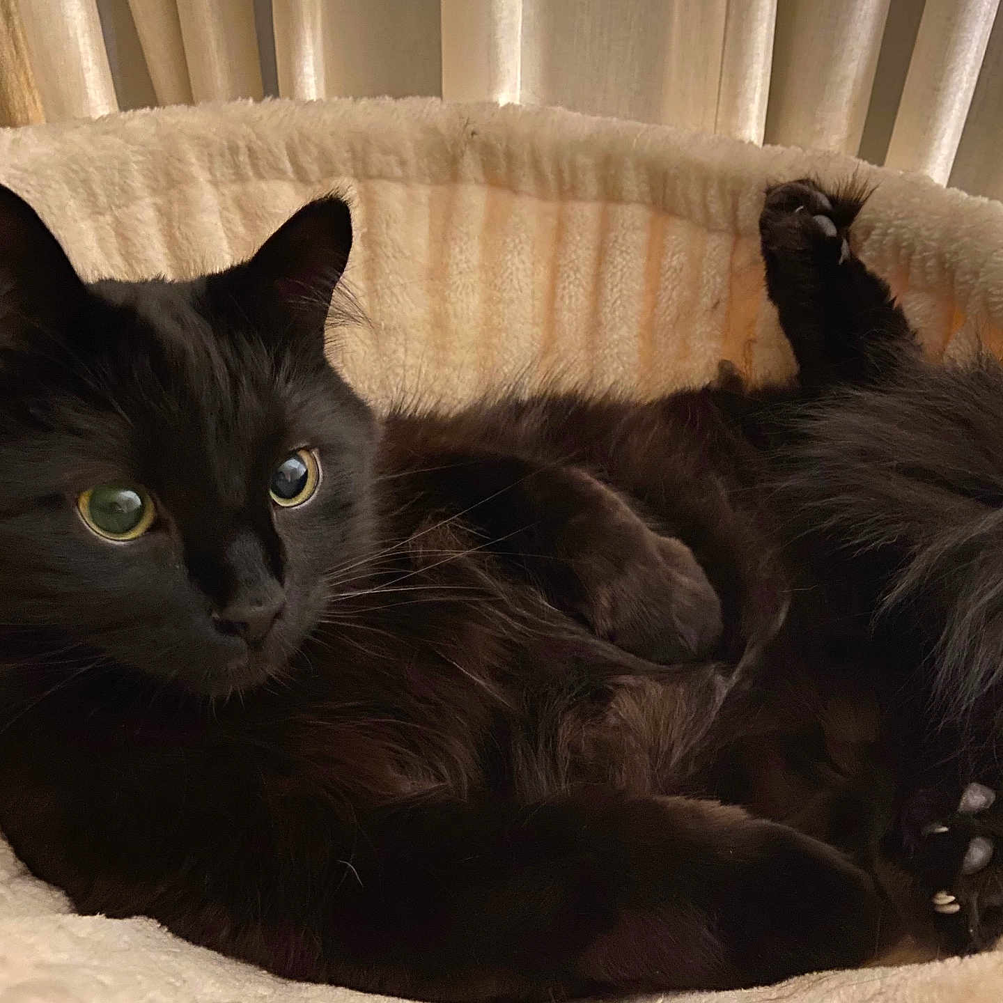 Kuro is registered to the contest to win money with this photo: animal, bed, black_cat, cat, comfortable, cozy, curious_eyes, cute, domestic_animal, feline, fluffy, fur, indoor, paws, pet, relaxed, resting, sleeping_area, soft_lighting, whiskers