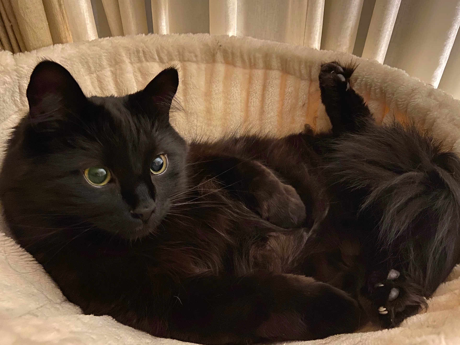 Kuro is registered to the contest to win money with this photo: cat, black_cat, fluffy, pet, animal, indoor, resting, bed, cozy, fur, whiskers, paws, relaxed, cute, feline, domestic_animal, soft_lighting, curious_eyes, comfortable, sleeping_area