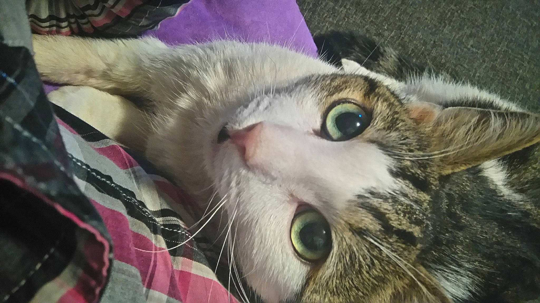 Elvis participe au concours pour gagner de l'argent avec cette photo : carnivore, cat, domestic_short_haired_cat, ear, felidae, fur, pattern, paw, plaid, small_to_medium_sized_cats, snout, tartan, whiskers