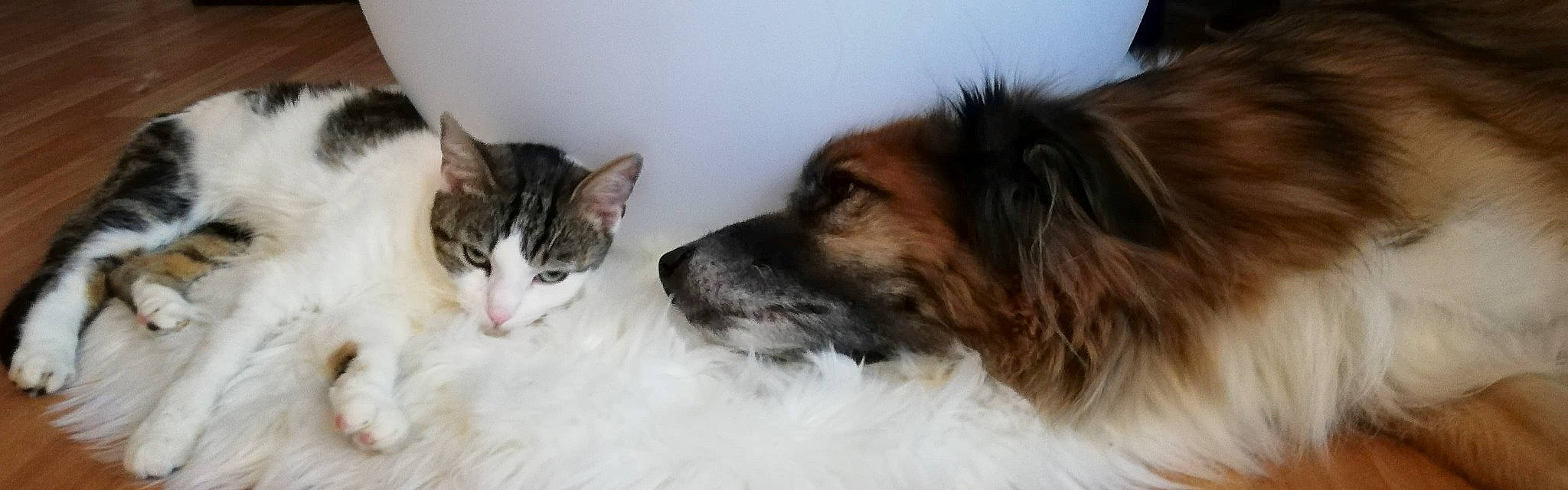 Elvis participe au concours pour gagner de l'argent avec cette photo : canidae, carnivore, cat, comfort, companion_dog, dog, dog_breed, ear, eye, fawn, felidae, fur, jaw, liver, paw, rough_collie, snout, terrestrial_animal, whiskers, working_animal