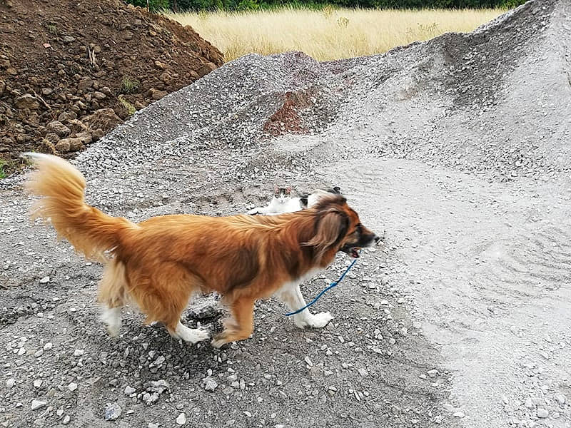 Elvis participe au concours pour gagner de l'argent avec cette photo : asphalt, canidae, carnivore, collar, companion_dog, dog, dog_breed, fawn, fur, leash, liver, plant, road, road_surface, slope, soil, sporting_group, tail, terrestrial_animal, working_animal