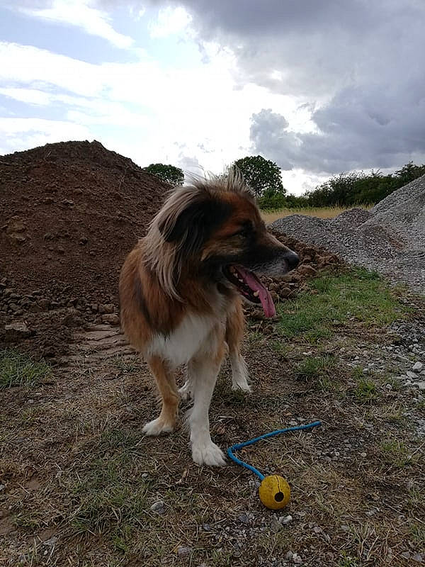 Slash participe au concours pour gagner de l'argent avec cette photo : australian_shepherd, border_collie, canidae, carnivore, collie, dog, dog_breed, sporting_group