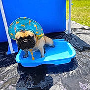 Uguette participe au concours pour gagner de l'argent avec cette photo : dog, pug, hat, blue, plastic_tray, outdoor, grass, sunny, pet, canine, animal, summer, shade, blue_backdrop, cute, portrait, sitting, serious, funny_expression, small
