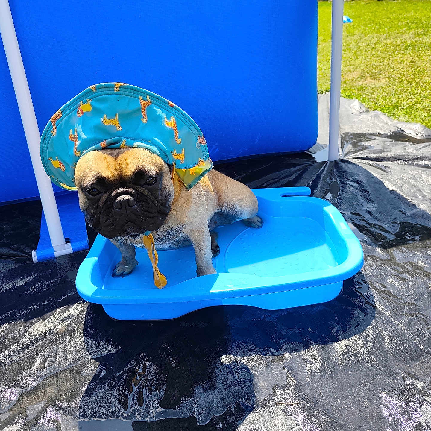 Uguette participe au concours pour gagner de l'argent avec cette photo : dog, pug, hat, blue, plastic_tray, outdoor, grass, sunny, pet, canine, animal, summer, shade, blue_backdrop, cute, portrait, sitting, serious, funny_expression, small