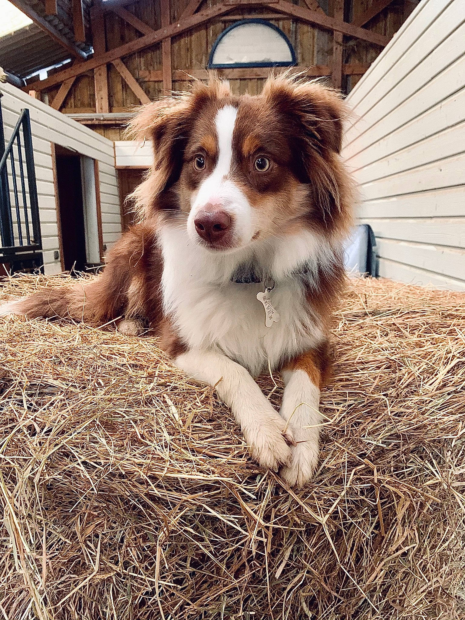 Podium participe au concours pour gagner de l'argent avec cette photo : australian_collie, canidae, carnivore, companion_dog, dog, dog_breed, fur, grass, hay, herding_dog, liver, mammal, miniature_australian_shepherd, snout, sporting_group, straw, terrestrial_animal, vertebrate, whiskers, wood