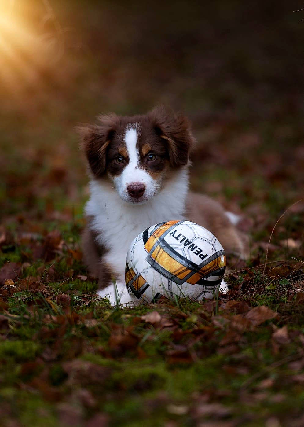 Podium a rejoint le concours — aidez-le/la à gagner de superbes lots ! ball, ball_game, canidae, carnivore, companion_dog, dog, dog_breed, football, grass, liver, soccer_ball, soil, sporting_group, sports, sports_equipment, team_sport, tennis_ball, terrestrial_animal, toy_dog, whiskers