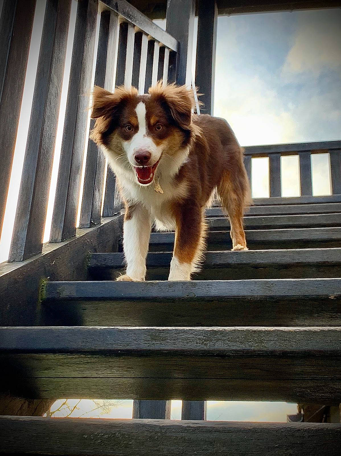 Podium participe au concours pour gagner de l'argent avec cette photo : canidae, carnivore, cloud, companion_dog, dog, dog_breed, door, fawn, felidae, fur, herding_dog, sky, snout, sporting_group, stairs, tail, whiskers, window, wood, working_dog