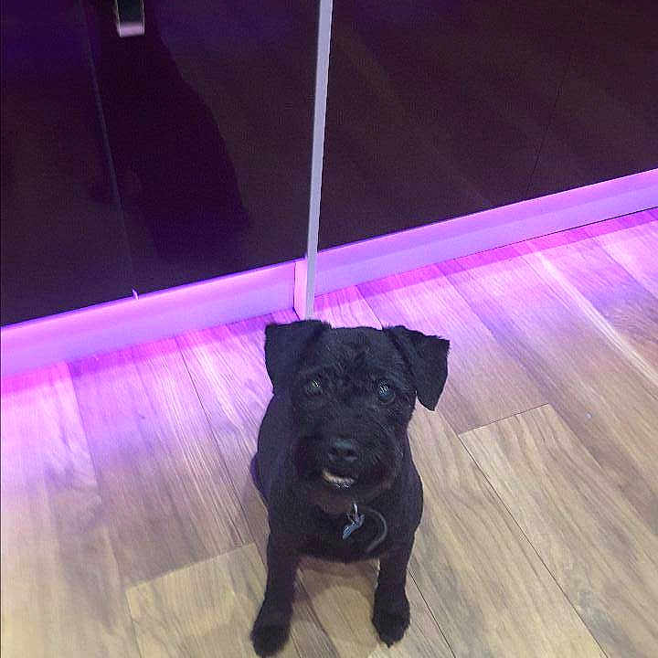 Rags is registered to the contest to win money with this photo: