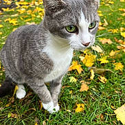 Hazel joined the competition — help win amazing prizes! animal, autumn_leaves, cat, closeup, curious, daylight, fall, feline, grass, gray_cat, green_eyes, house_siding, mammal, nature, outdoor, pet, walking, whiskers, white_paws, yellow_leaves