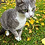 animal, autumn_leaves, cat, closeup, curious, daylight, fall, feline, grass, gray_cat, green_eyes, house_siding, mammal, nature, outdoor, pet, walking, whiskers, white_paws, yellow_leaves