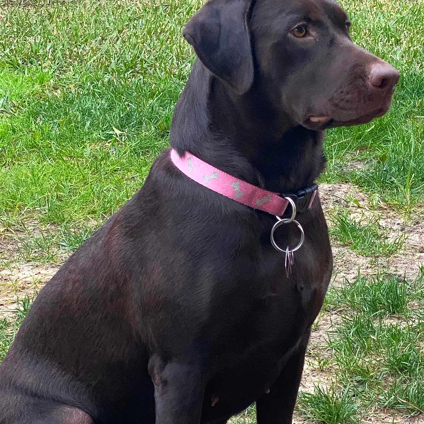Sasha is registered to the contest to win money with this photo: animal, backyard, brown, canine, chocolate_labrador, collar, dog, domestic_animal, ears, fur, grass, labrador, nature, outdoor, pet, pink_collar, side_view, sitting, snout, watchful