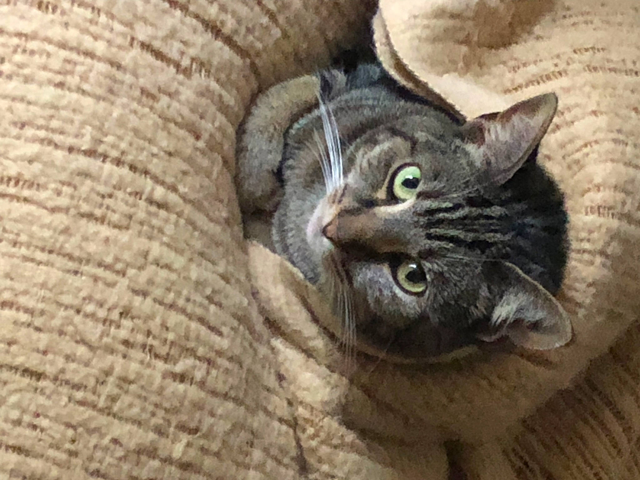 Amelia joined the competition — help win amazing prizes! carnivore, cat, close_up, comfort, domestic_short_haired_cat, door, felidae, fur, hardwood, paw, small_to_medium_sized_cats, snout, tail, terrestrial_animal, whiskers, wood