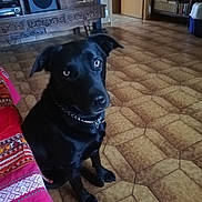 Ruby participe au concours pour gagner de l'argent avec cette photo : dog, black_dog, indoor, floor, tile_floor, furniture, wooden_furniture, bookshelf, book, chain_collar, pet, animal, looking_up, seated, living_room, colorful_fabric, patterned_fabric, curious, companion, domestic