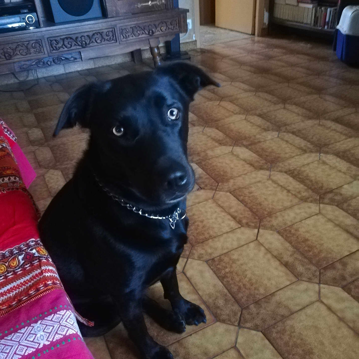 Ruby participe au concours pour gagner de l'argent avec cette photo : animal, black_dog, book, bookshelf, chain_collar, colorful_fabric, companion, curious, dog, domestic, floor, furniture, indoor, living_room, looking_up, patterned_fabric, pet, seated, tile_floor, wooden_furniture