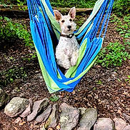 Sunny joined the competition — help win amazing prizes! dog, hammock, forest, greenery, rocks, outdoor, nature, canine, pet, leaves, earth, relaxing, curious, fur, collar, wood, summer, daylight, animal, adventure