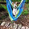 dog, hammock, forest, greenery, rocks, outdoor, nature, canine, pet, leaves, earth, relaxing, curious, fur, collar, wood, summer, daylight, animal, adventure