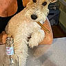 Sunny joined the competition — help win amazing prizes! dog, pet, indoor, countertop, person, bottle, drink, beverage, smirnoff_ice, stick, fur, ears, face, eyes, hand, watch, tank_top, necklace, table, kitchen