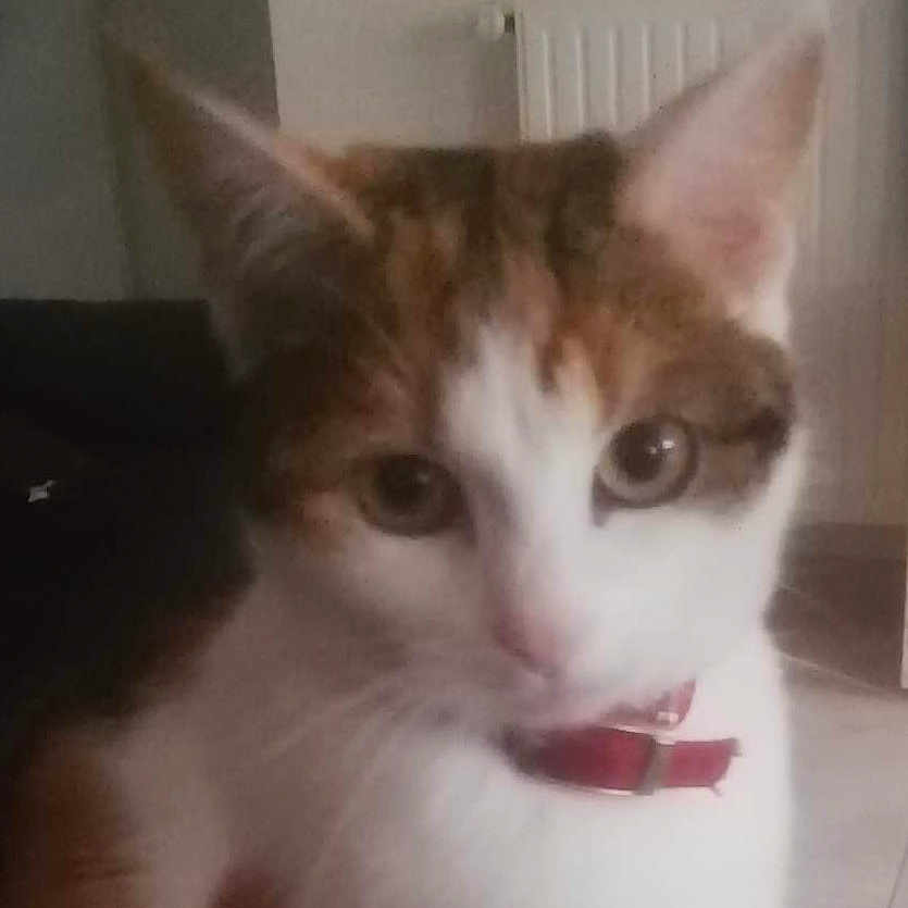 Nenette participe au concours pour gagner de l'argent avec cette photo : abyssinian, angora, animal, bodypart, cat, citrusfruit, food, fruit, indoors, kitten, manx, mouth, orange, person, pet, plant, pottedplant, produce, siamese, snout