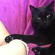 Laly participe au concours pour gagner de l'argent avec cette photo : asian, black_cat, bombay, carnivore, cat, domestic_short_haired_cat, felidae, kitten, leg, pink, purple, small_to_medium_sized_cats, tail, thigh, whiskers