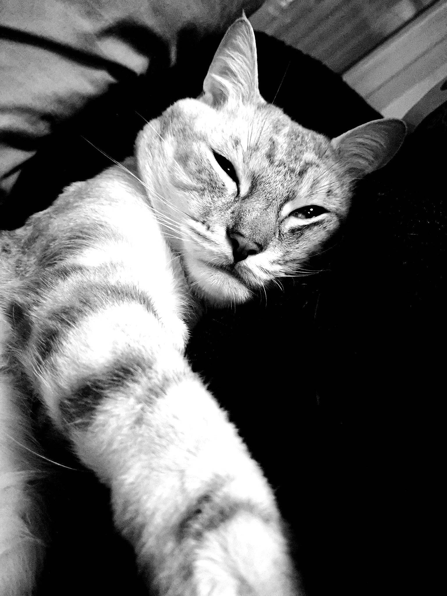 Lutèce participe au concours pour gagner de l'argent avec cette photo : black_and_white, carnivore, cat, claw, comfort, domestic_short_haired_cat, fang, felidae, fur, grey, monochrome, monochrome_photography, paw, sitting, small_to_medium_sized_cats, snout, style, tail, terrestrial_animal, whiskers