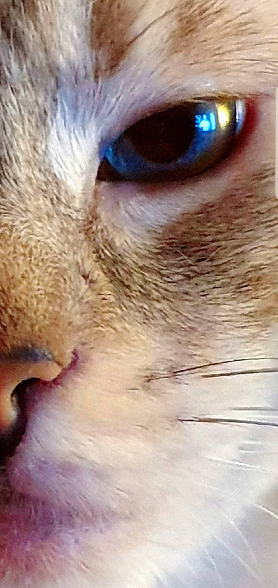 Lutèce a rejoint le concours — aidez-le/la à gagner de superbes lots ! balinese, carnivore, cat, close_up, domestic_short_haired_cat, electric_blue, eyelash, fawn, felidae, fur, photo_caption, photography, small_to_medium_sized_cats, snout, terrestrial_animal, whiskers, wildlife