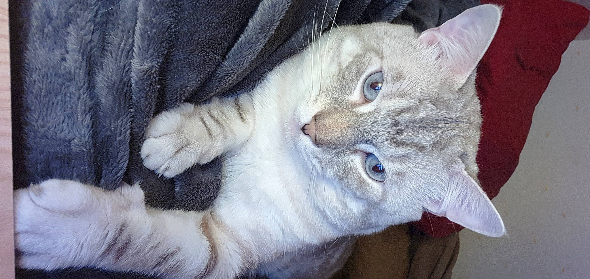 Lutèce participe au concours pour gagner de l'argent avec cette photo : carnivore, cat, claw, close_up, domestic_short_haired_cat, ear, electric_blue, fang, felidae, fur, gesture, grey, paw, small_to_medium_sized_cats, snout, tail, whiskers