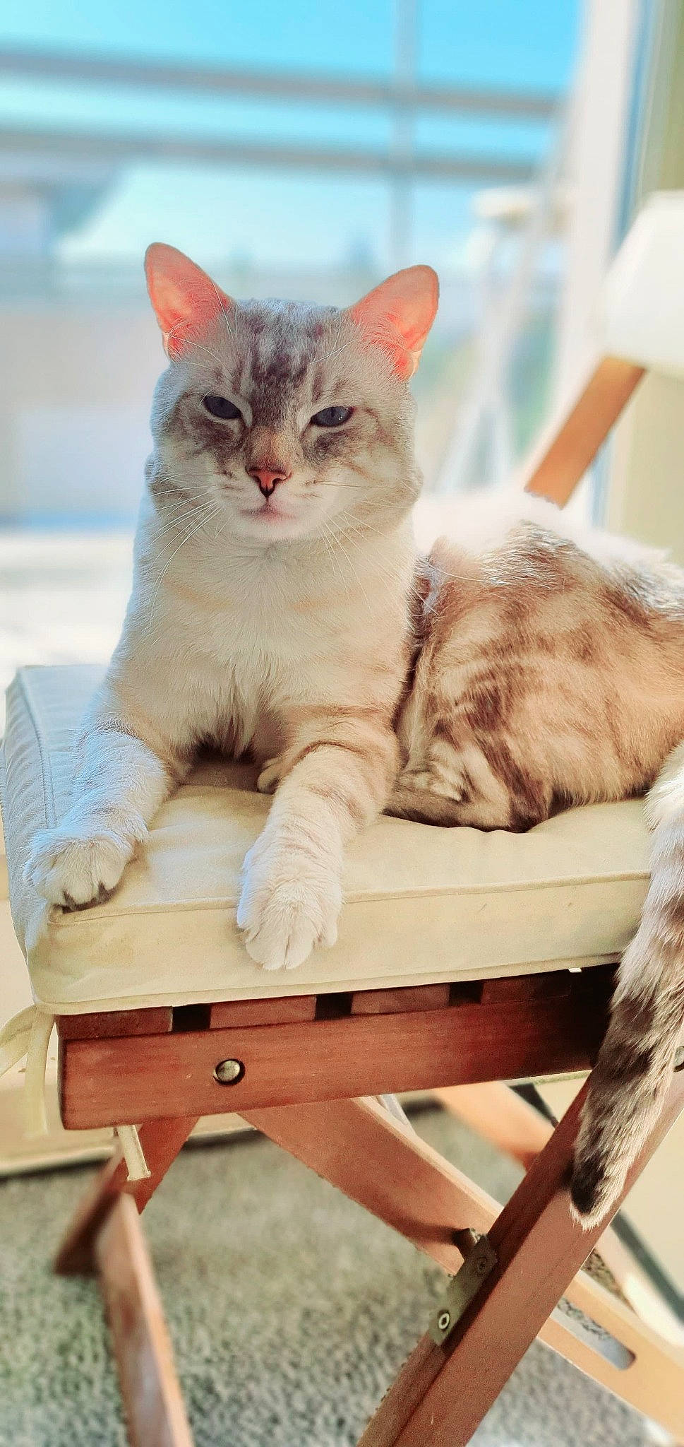 Lutèce participe au concours pour gagner de l'argent avec cette photo : carnivore, cat, claw, comfort, domestic_short_haired_cat, fawn, felidae, fur, gesture, paw, photo_caption, sitting, small_to_medium_sized_cats, tail, whiskers, window, wood