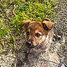 Baïko a rejoint le concours — aidez-le/la à gagner de superbes lots ! adorable, animal, blue_sandal, brown_fur, canine, close_up, curious, cute, dog, footwear, grass, ground, nature, outdoor, pet, puppy, small, sunlight, walking_shoe, young