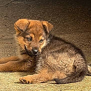 Baïko participe au concours pour gagner de l'argent avec cette photo : animal, brown_fur, concrete, cute, dog, eyes, floppy_ear, fuzzy, lying_down, outdoor, pet, playful, portrait, puppy, relaxed, shadow, small, tail, whiskers, young_dog