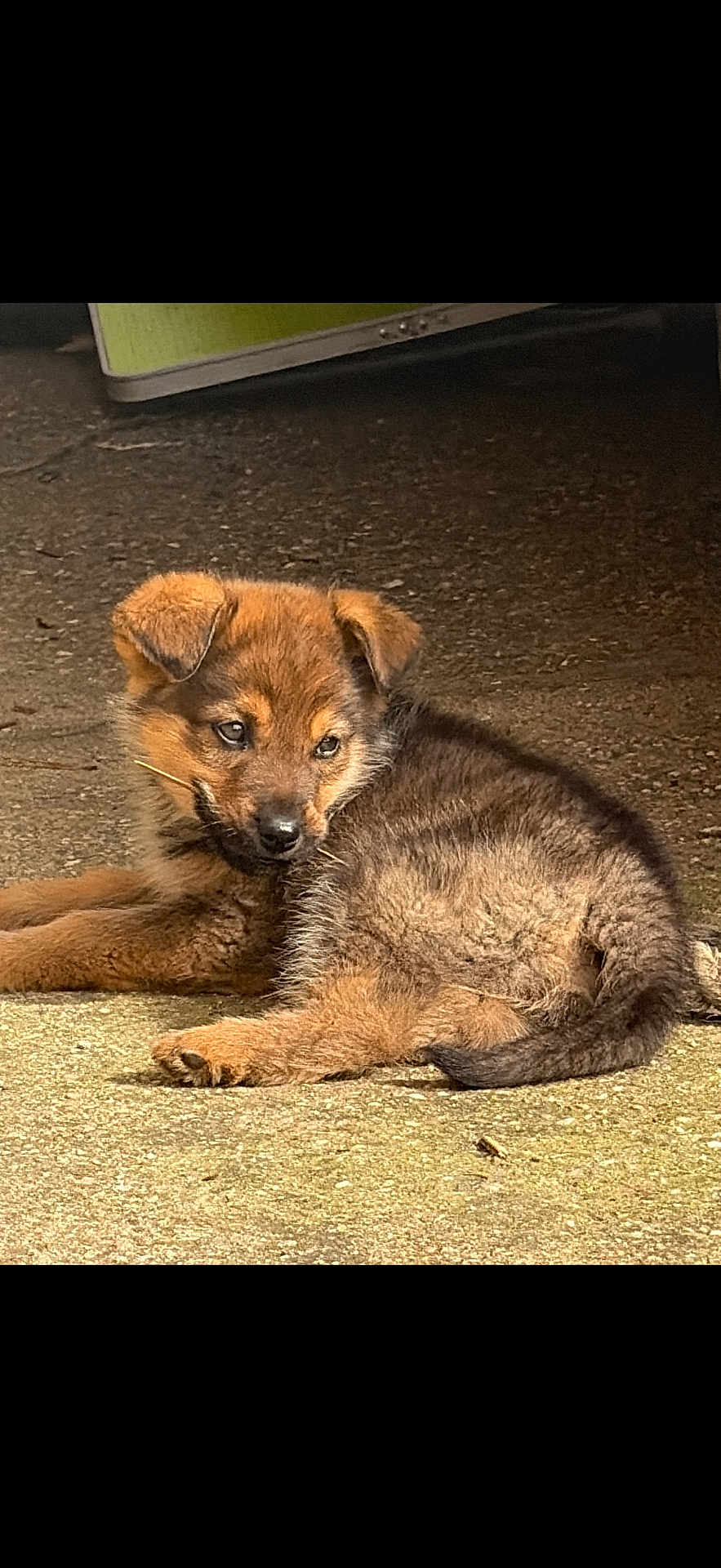 Baïko participe au concours pour gagner de l'argent avec cette photo : animal, brown_fur, concrete, cute, dog, eyes, floppy_ear, fuzzy, lying_down, outdoor, pet, playful, portrait, puppy, relaxed, shadow, small, tail, whiskers, young_dog