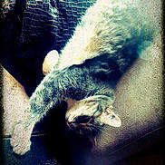 Tite Grise participe au concours pour gagner de l'argent avec cette photo :