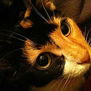 Éclipse a rejoint le concours — aidez-le/la à gagner de superbes lots !