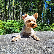 Teddy is registered to the contest to win money with this photo: dog, animal, outdoor, forest, rock, sunlight, greenery, nature, pet, canine, fur, small_dog, daylight, mammal, relaxing, scenic, tree, blue_sky, wildlife, portrait