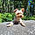 Teddy