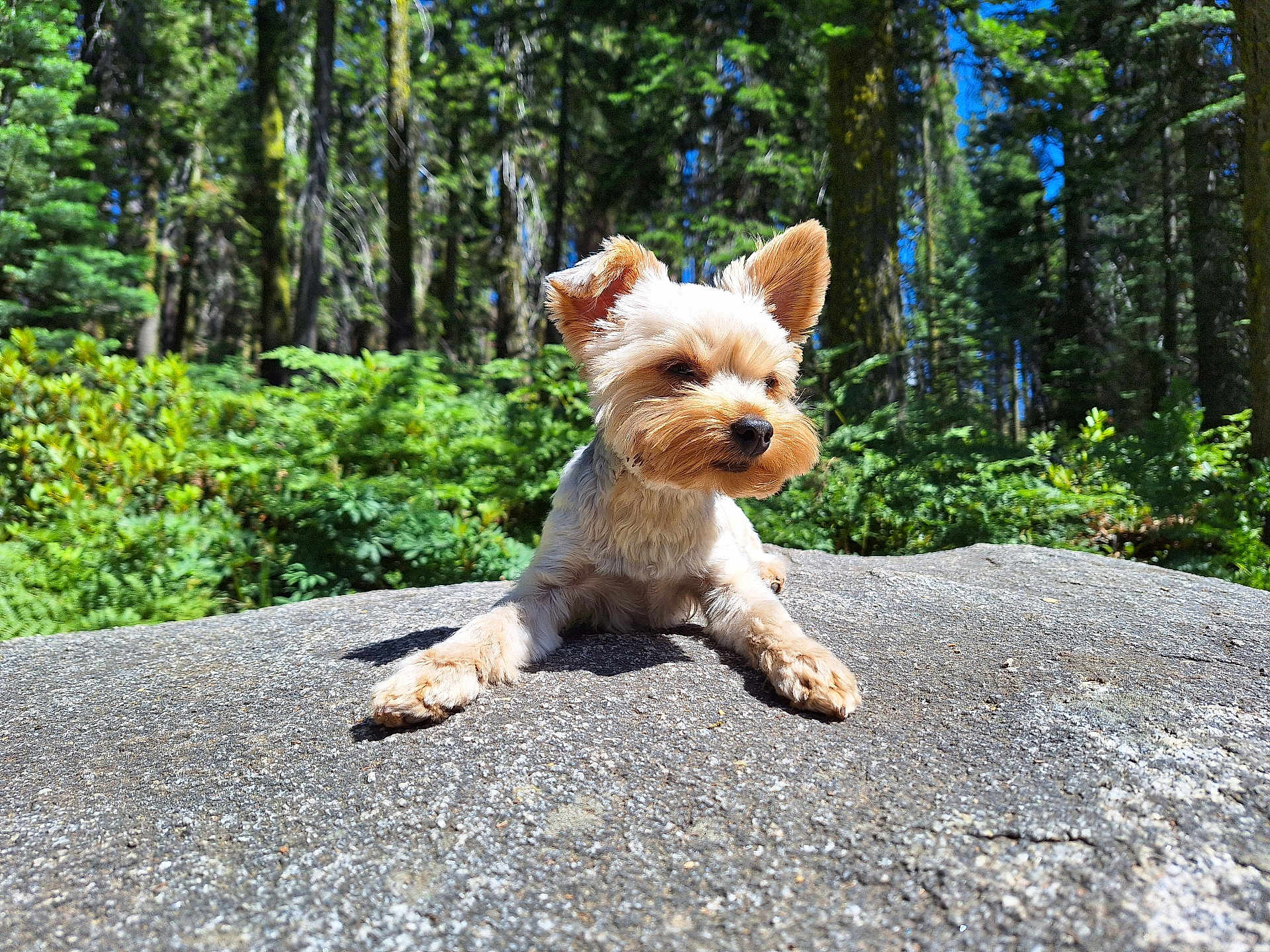 Teddy is registered to the contest to win money with this photo: dog, animal, outdoor, forest, rock, sunlight, greenery, nature, pet, canine, fur, small_dog, daylight, mammal, relaxing, scenic, tree, blue_sky, wildlife, portrait