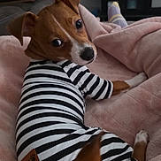 Bodhi is registered to the contest to win money with this photo: dog, puppy, striped_outfit, pajamas, blanket, pink_blanket, living_room, couch, tail, ears, brown_fur, white_marking, big_eyes, nose, looking_back, cozy, soft_texture, television, pet, home