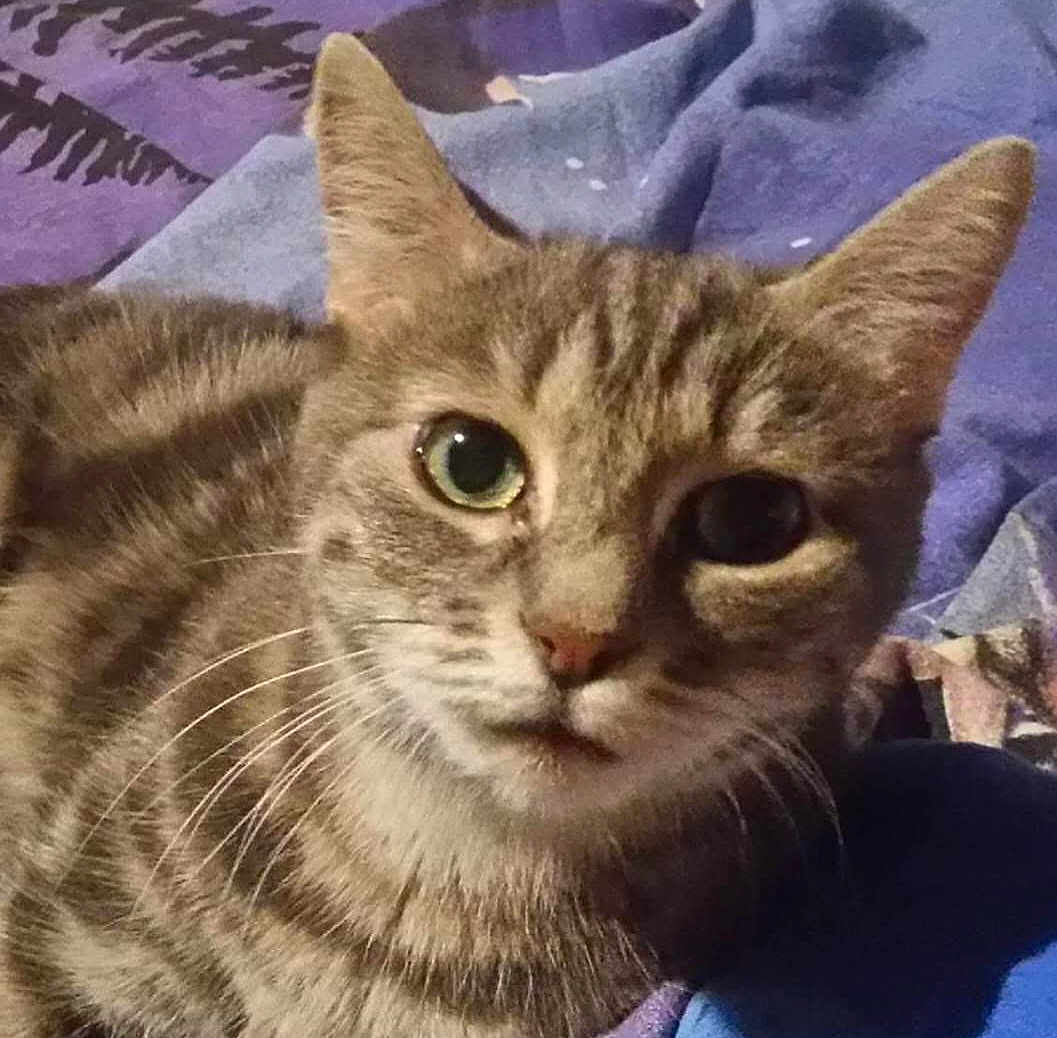 Buffy